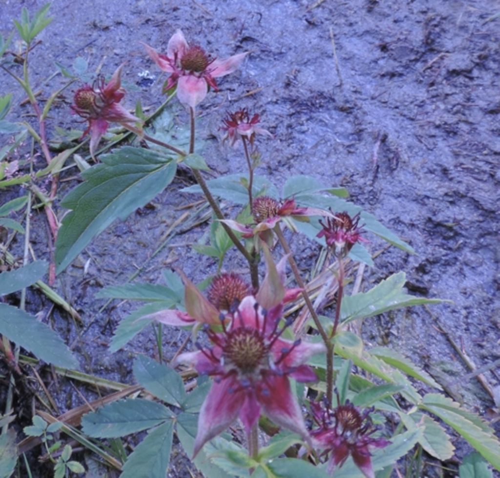 Fiore di palude - Potentilla palustris